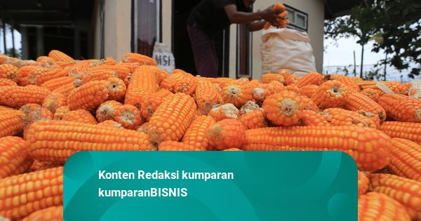 Bulog Serap 22.403 Ton Jagung Petani per 28 April 2025
