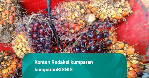 Genjot Produksi Sawit, Kementan Kenalkan Serangga Penyerbuk asal Tanzania