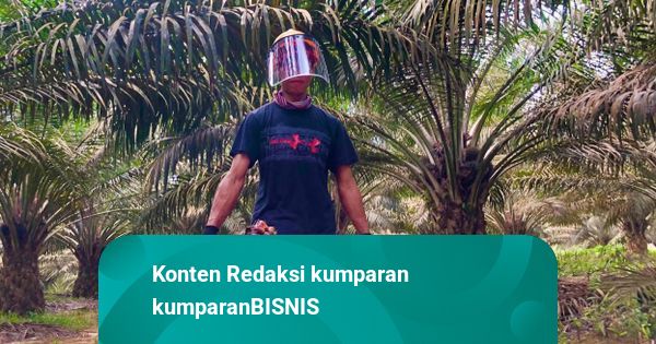 Sepanjang 2021-2024, 282 Eksportir Sawit Akali Pajak