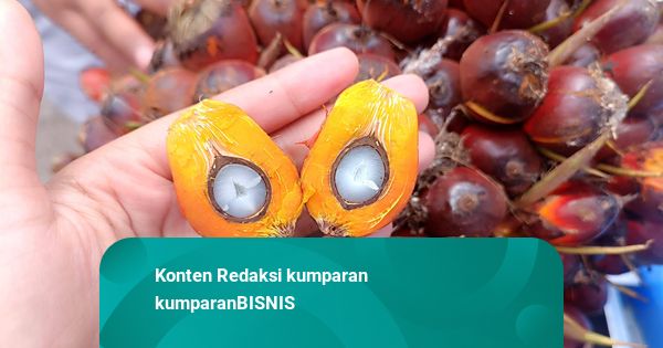 Harga Referensi CPO Naik Imbas Permintaan dari India Melonjak dan Kebijakan B50