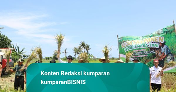 Lewat Program Mitra Tani, BULOG Serap Panen Padi Petani di Banyuwangi