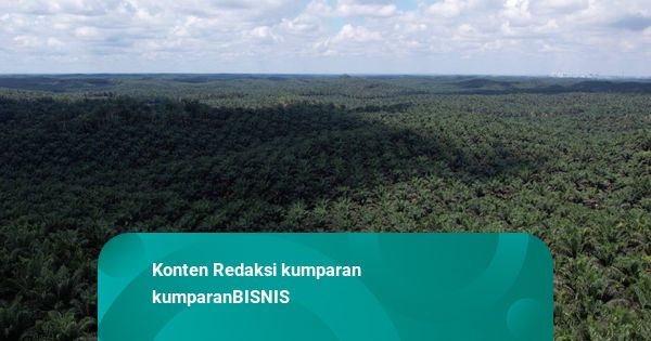 Kebijakan EUDR Berlaku Akhir 2025, Begini Dampaknya ke Ekspor Komoditas RI