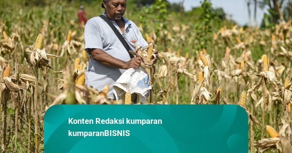 Bulog Optimistis Mampu Serap 1 Juta Ton Jagung pada 2025