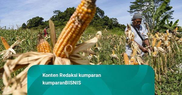 Bulog Dapat Mandat Serap Jagung Minimal 1 Juta Ton dengan HPP Rp 5.500 per Kg