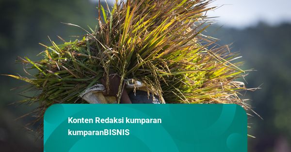 Bulog Belum Ditugaskan Serap 1 Juta Ton Gabah Tambahan untuk 2025