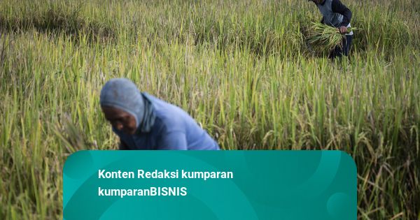 Bulog Bisa Serap 4 Juta Ton Gabah pada 2026 Tanpa Kerek Harga, Ini Syaratnya