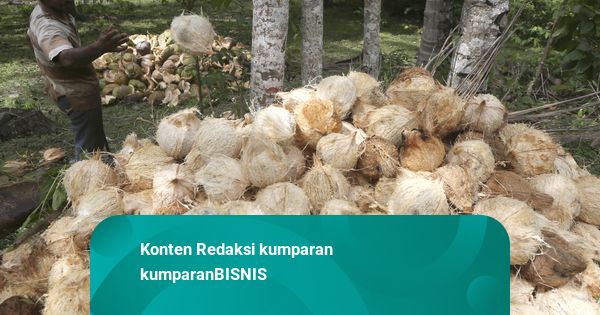Pengusaha Jelaskan Penyebab Harga Kelapa Bulat Tembus Rp 30 Ribu per Butir