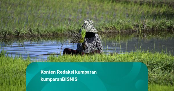 Nilai Tukar Petani Turun, Biaya Produksi Naik Lebih Cepat dari Harga Jual