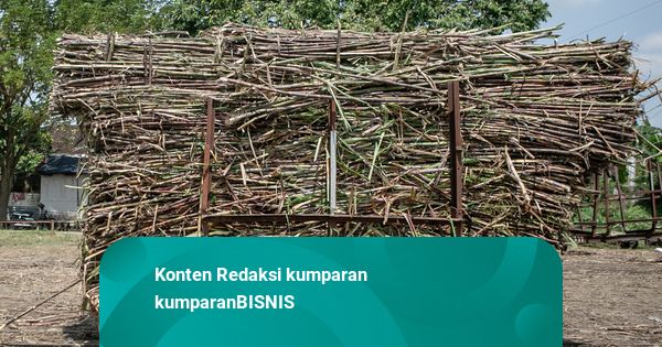 Petani Blora Protes Pabrik Gula GMM Tutup Giling Lebih Awal, Panen Terancam Rugi