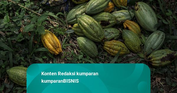 Harga Referensi Biji Kakao pada September di Level USD 59,97