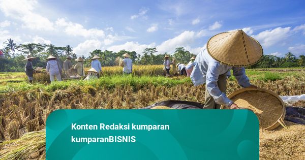 Jadi Penyebab Inflasi Bulanan Juli 2025, BPS Sebut Harga Beras Naik 2,7 Persen