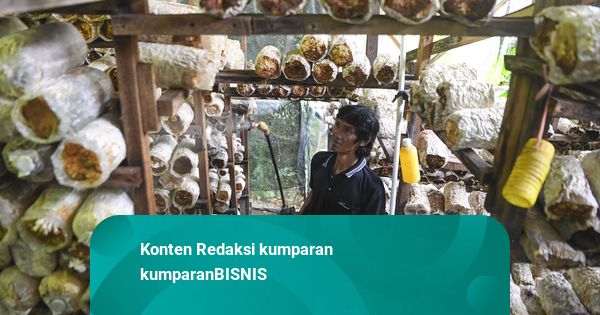 Foto: Geliat Budidaya Jamur Tiram di Kutai Kartanegara, Kaltim