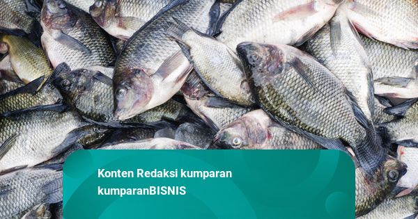 KKP akan Revitalisasi Tambak Pantura, Bisa Bawa Ikan Air Tawar RI Mendunia