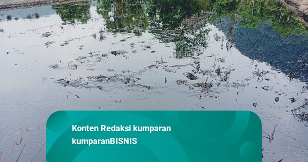 Vale Indonesia Buka Suara Kebocoran Pipa yang Sebabkan 30 Ha Sawah Gagal Panen