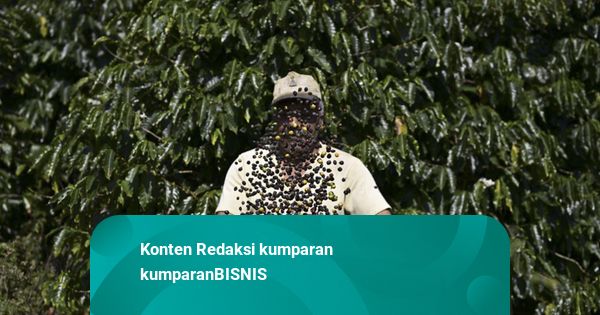 Harga Kopi di Brasil Melonjak 20 Persen Imbas Gagal Panen