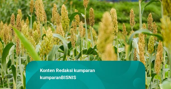 Esai Foto: Sorgum, Penjaga Ketahanan Pangan Masa Depan