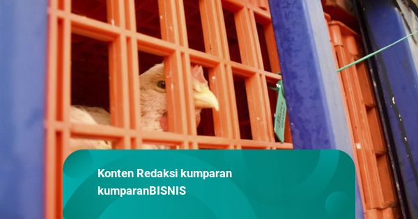 RI Ekspor Ayam Hidup ke Singapura Senilai Rp 1,8 Miliar