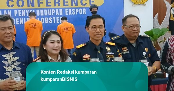 Bea Cukai Gagalkan Ekspor Benih Lobster Ilegal ke Singapura Senilai Rp 5,17 M