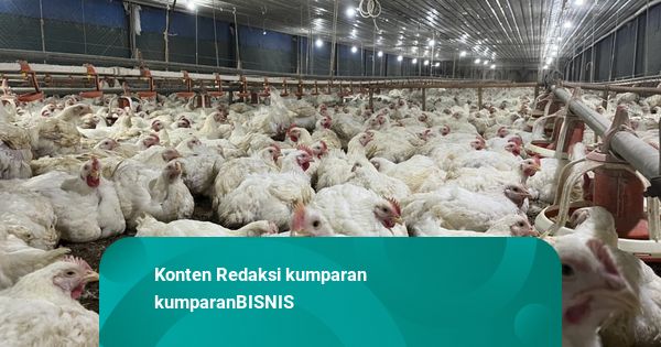 Kementan Pastikan Pasokan Bibit Ayam Aman dan Tak Ada Monopoli