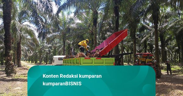 Menyusuri Kebun Sawit Astra Agro Lestari di Pangkalan Bun
