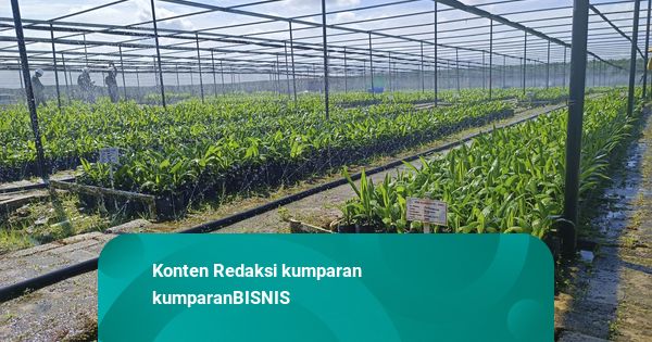 Penjualan CPO Naik, Astra Agro Raup Pendapatan Rp 7,5 T Kuartal I 2026