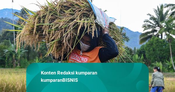 BPS Perkirakan Produksi Padi April-Juni 2026 Turun