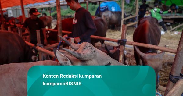 Harga Sapi Mulai Naik Jelang Idul Adha, Jenis Simmental Mulai Rp 31 Juta