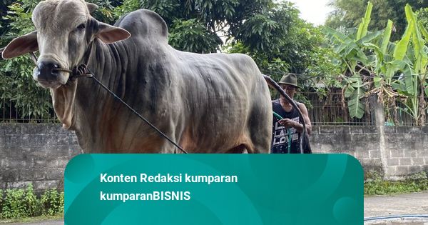 Mbah Iran Terpilih Jadi Sapi Kurban Prabowo, Dibeli Seharga Rp 90 Juta