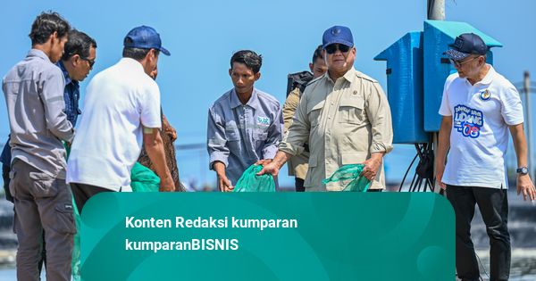 Foto: Presiden Prabowo Ikut Panen Raya Udang di Kebumen