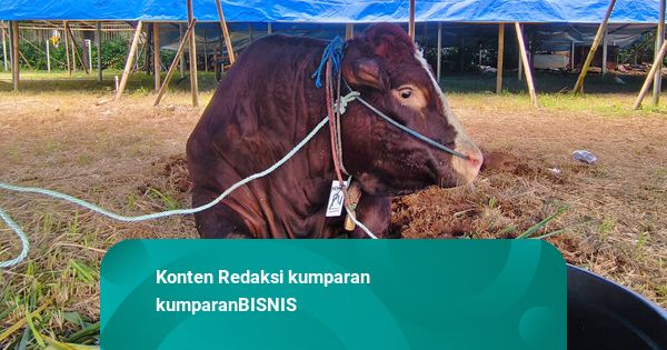 Kebutuhan hanya 2,4 Juta Ekor, Stok Hewan Kurban Nasional Surplus 800 Ribu