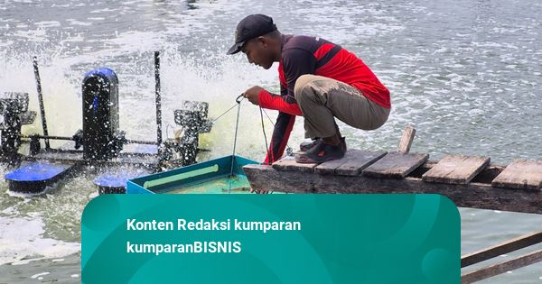 Cerita Taufiq, Gen Z Pekerja Tambak Udang di BUBK Kebumen