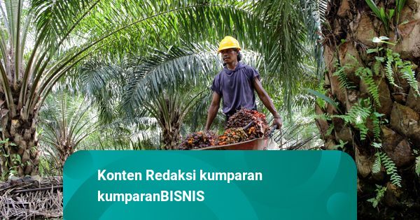 Gapki Catat Produksi Kelapa Sawit Indonesia Naik 13,1 Persen per Agustus 2025