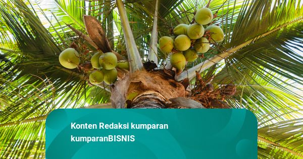 Produksi 40 Ribu Ton Kelapa per Tahun, Pemprov Sulbar Buka Peluang Investasi