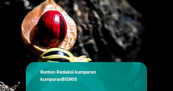 9,5 Ton Pala Maluku Tembus Pasar Eropa, Dikirim Perdana ke Belanda