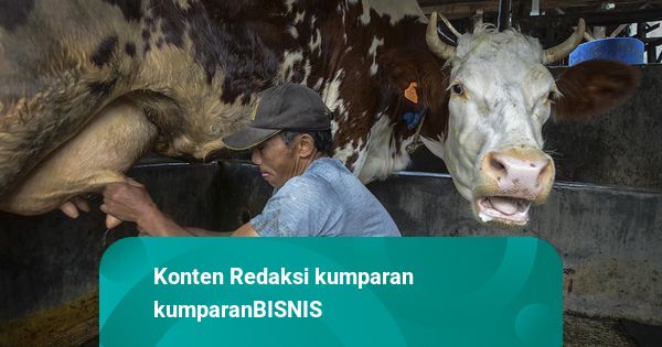 RI Masih Impor 3,7 Juta Ton Susu, Produksi Lokal Baru Penuhi 20% Kebutuhan