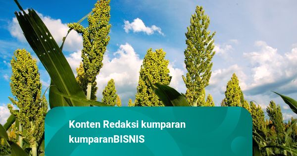 Kementan Siapkan Lahan 5 Ribu Hektare untuk Uji Coba Tanam Sorgum