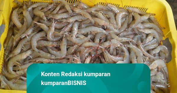 Ekspor Perikanan Surplus USD 4,53 Miliar per Oktober 2025, Udang Masih Primadona