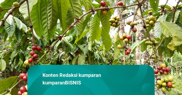 RI Ekspor 206,7 Ribu Ton Kopi Sepanjang Semester I 2025