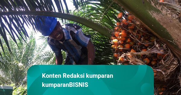 Riau Punya Sawit Terluas, BPS Dorong Hilirisasi dan Peremajaan Kebunn