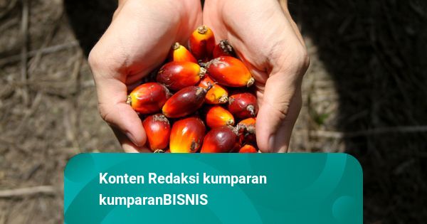 RI Bidik Program B50 pada 2026, Harga Minyak Sawit Dunia Diprediksi Naik