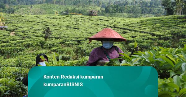 Kementan Dorong Hilirisasi Daun Gambir RI, Potensi Capai Rp 516 Triliun