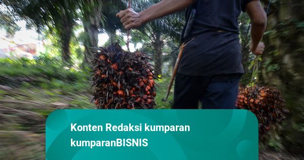 BPDP Latih 29 Ribu Petani Sawit, Genjot Daya Saing Industri