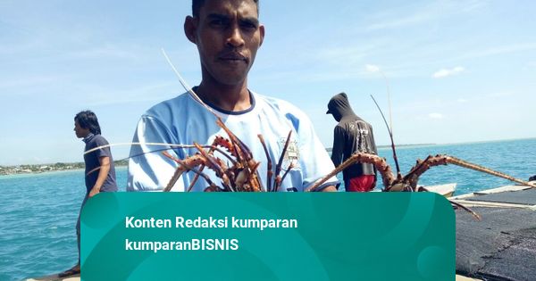 Marak Penyelundupan, KKP Hentikan Kerja Sama Lobster dengan Vietnam