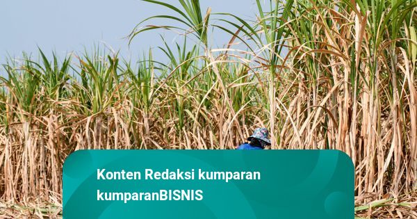 ID FOOD Percepat Penyerapan Gula Petani Musim Giling 2025