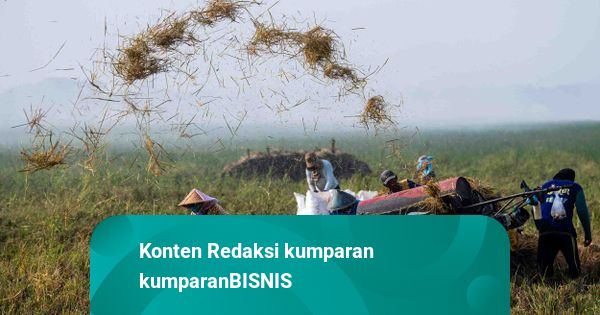 BPS Perkirakan Produksi Beras Tembus 34,71 Juta Ton Sepanjang 2025, Naik 13,36%