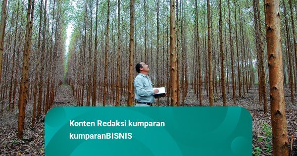 HTI Biomassa Jadi Andalan Energi Terbarukan dan Rehabilitasi Hutan