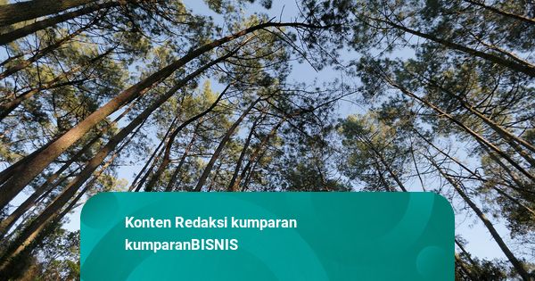 Purbaya Perluas Tarif untuk Ekspor Getah Pinus, Mulai Berlaku Bulan Ini