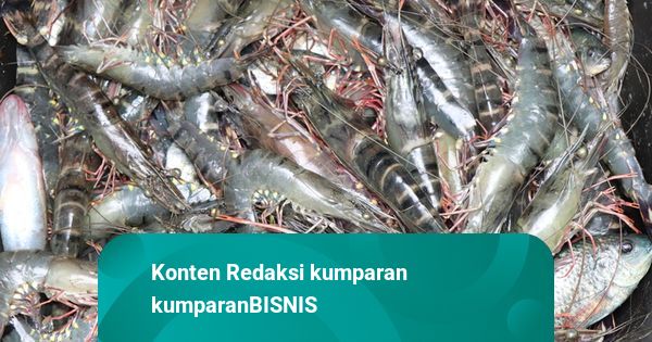 56 Ton Hasil Perikanan Kaltim Dikirim ke China Tiap Bulannya