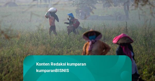 Amran Klaim Produksi Beras RI Diproyeksi Capai 35,6 Juta Ton pada 2025