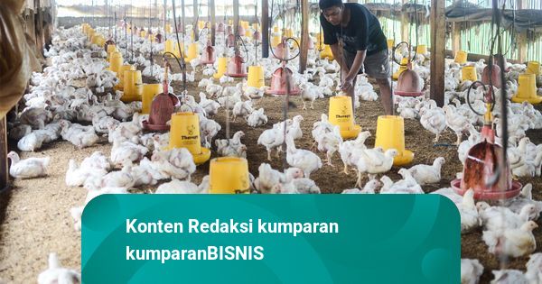 Mentan Respons Harga Ayam Broiler Turun, Minta BGN Tingkatkan Konsumsi di MBG
